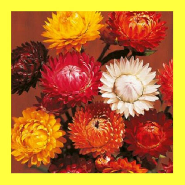 FLOWER-HELICHRYSUM STRAWFLOWER