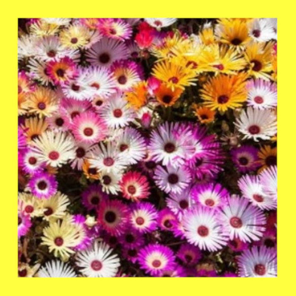 FLOWER-LIVINGSTON DAISY MIX