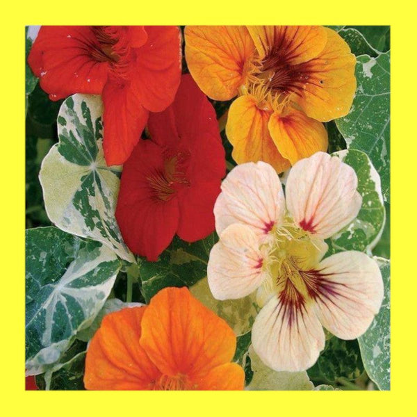 FLOWER-NASTURTIUM-ALASKA MIX