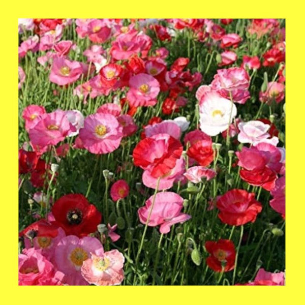 FLOWER-POPPY-MIX
