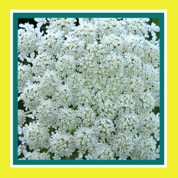 FLOWER-QUEEN ANNES LACE-FALSE (SALE)