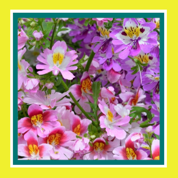 FLOWER-SCHIZANTHUS-ANGEL WINGS (SALE)