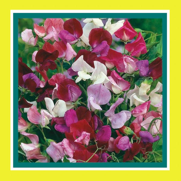 FLOWER-SWEET PEA-OLD SPICE (SALE)