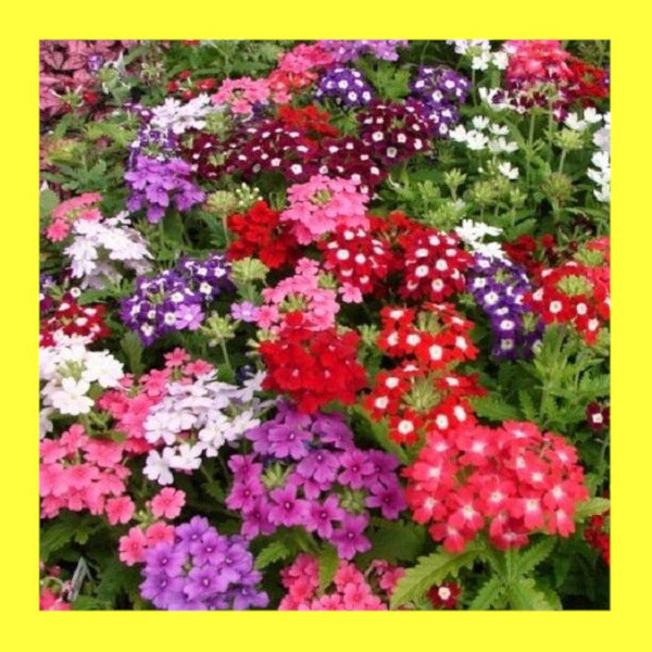 FLOWER-VERBENA MIX