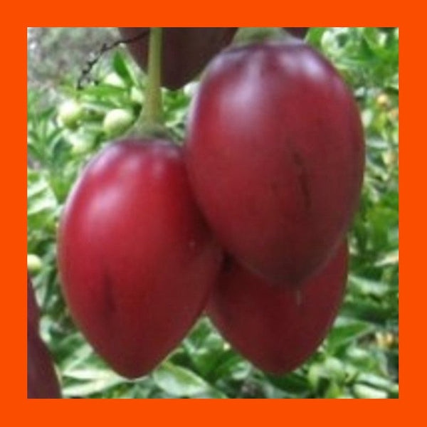 FRUIT-TREE-TAMARILLO