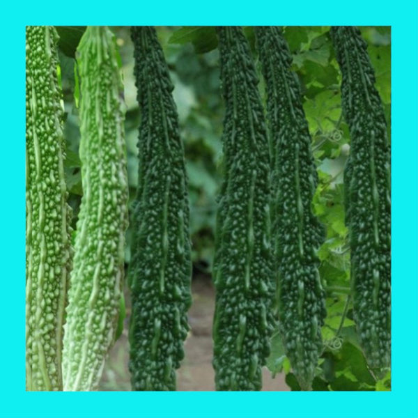 GOURD-BITTER MELON-LONG