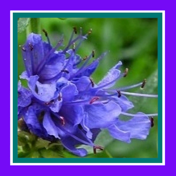 HERB-HYSSOP-BLUE-JUFA (SALE)