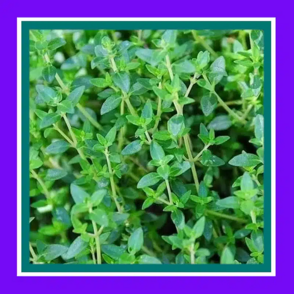 HERB-THYME-WINTER (SALE)