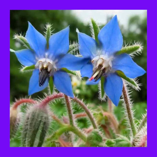HERB-BORAGE BLUE