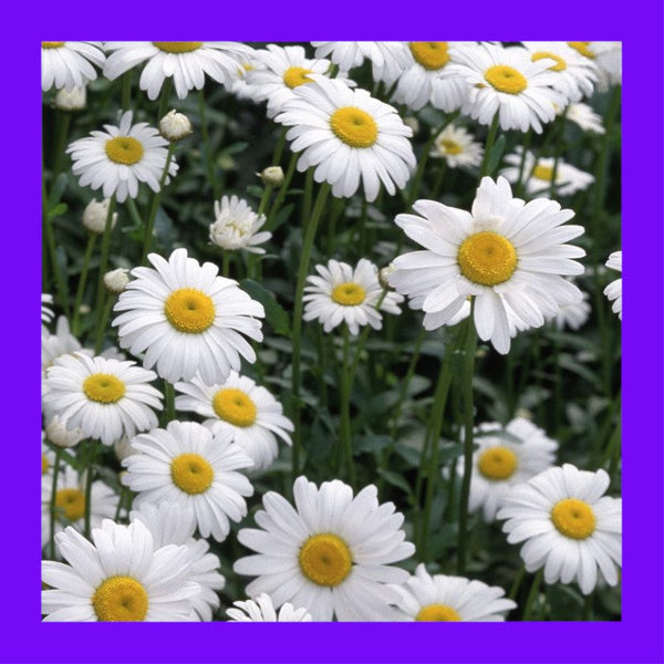HERB-CHAMOMILE