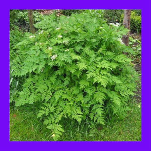 HERB-CHERVIL