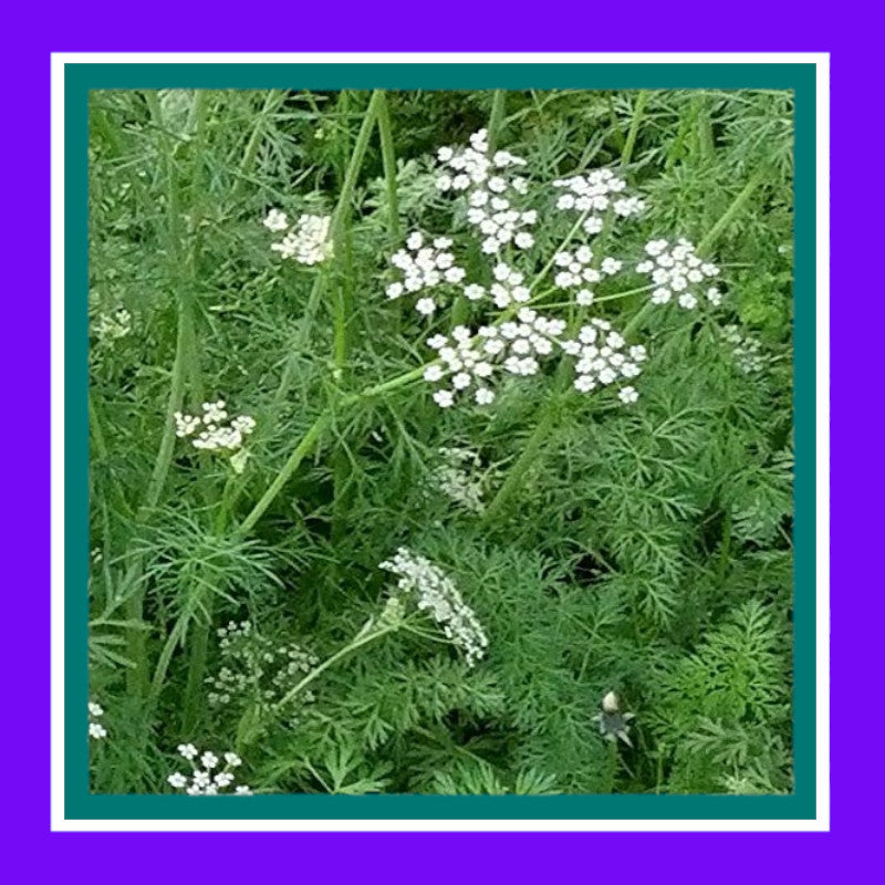 HERB-CUMIN (SALE)