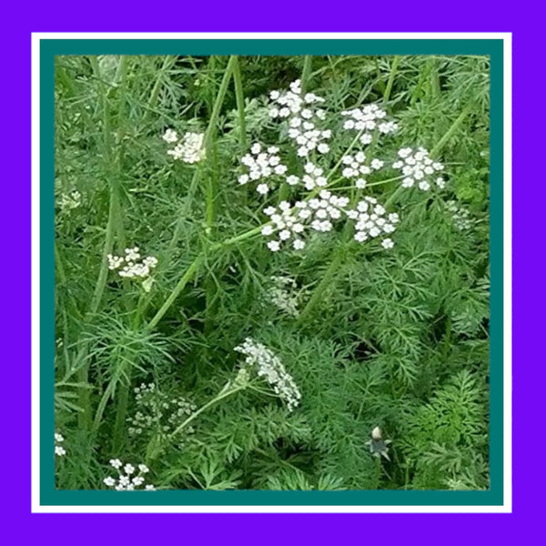 HERB-CUMIN (SALE)
