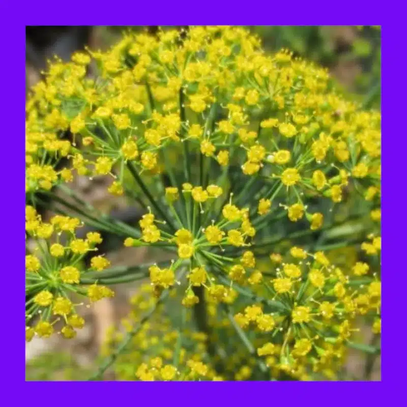 HERB-DILL BOUQUET