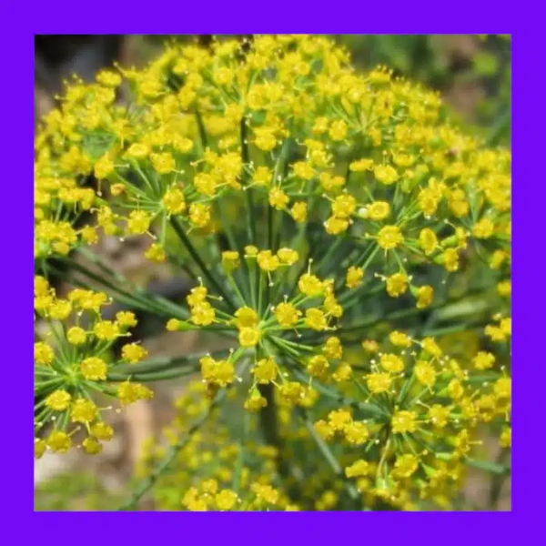 HERB-DILL BOUQUET