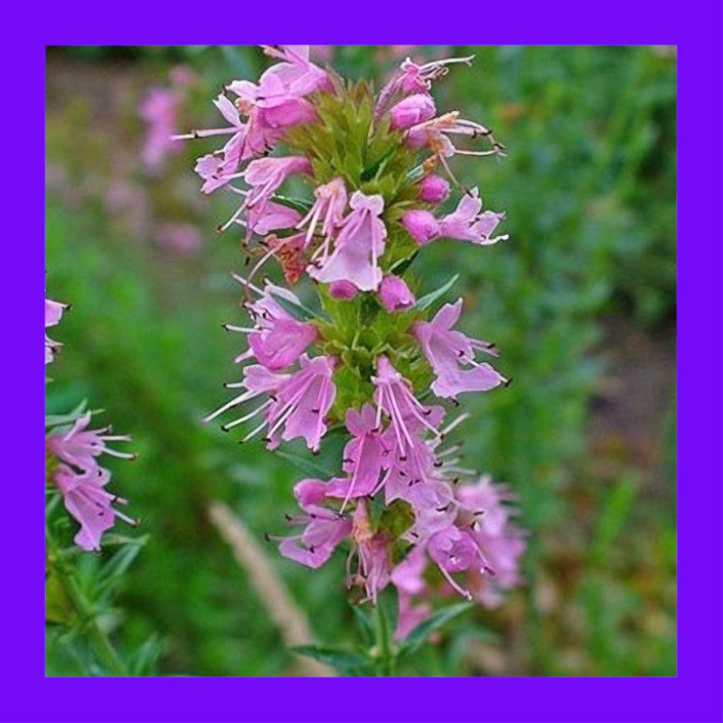HERB-HYSSOP-PINK-JUFA