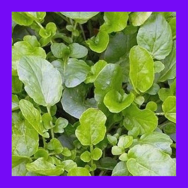 HERB-LAND CRESS