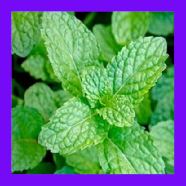HERB-MINT-PEPPERMINT