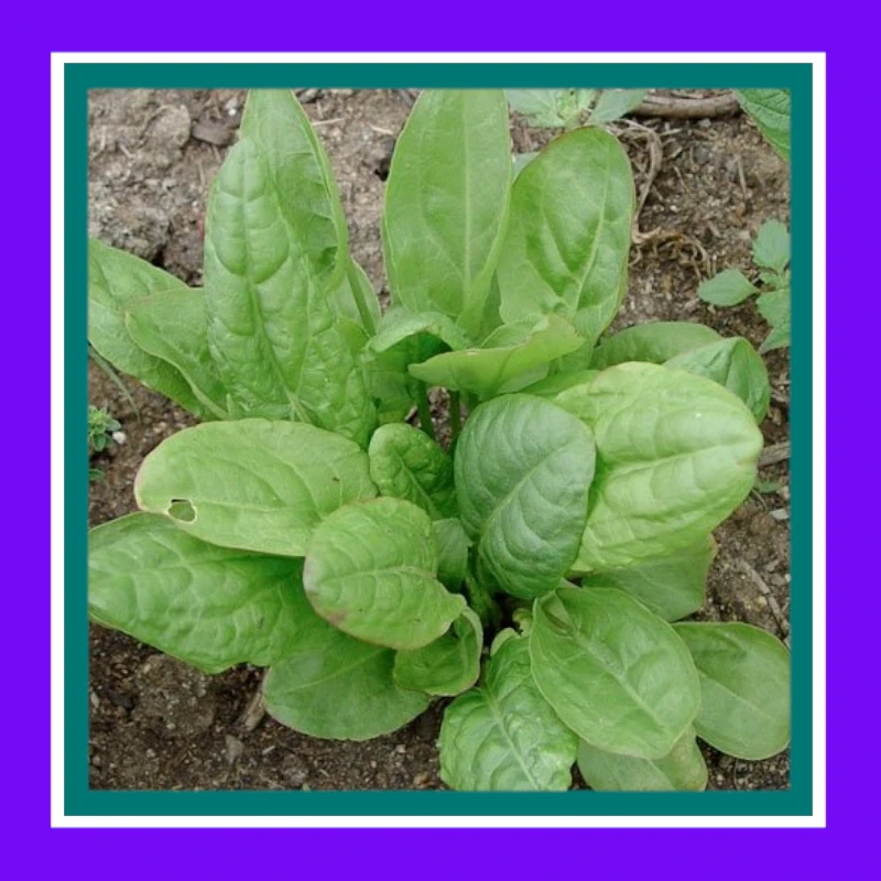 HERB-SORREL-LARGE LEAF (SALE)
