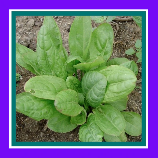 HERB-SORREL-LARGE LEAF (SALE)