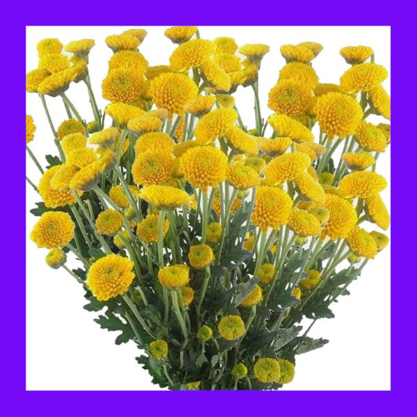 HERB-TANSY