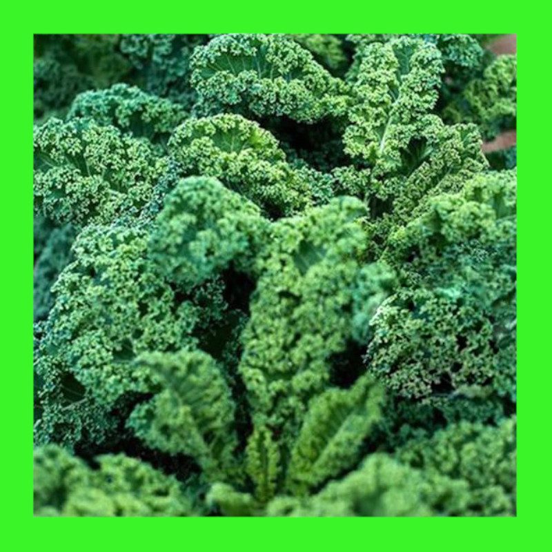 KALE-BLUE CURLED-DWARF