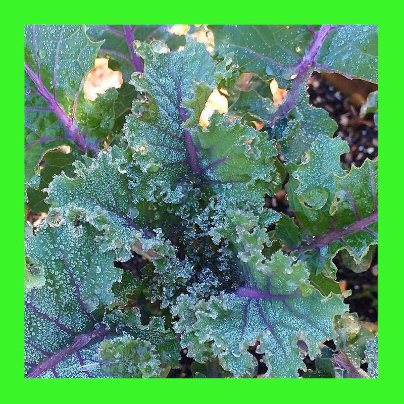 KALE-RED RUSSIAN