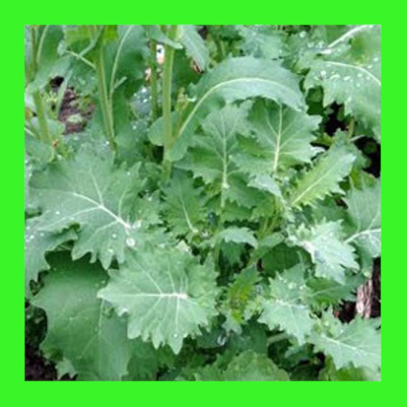 KALE-SIBERIAN-DWARF