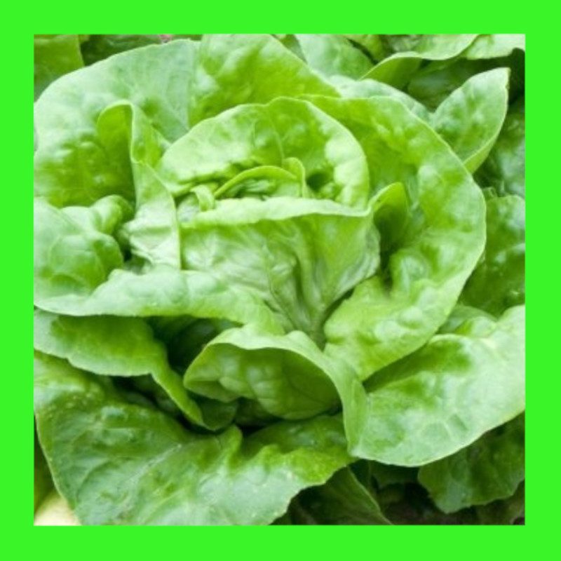 LETTUCE-BUTTERCRUNCH