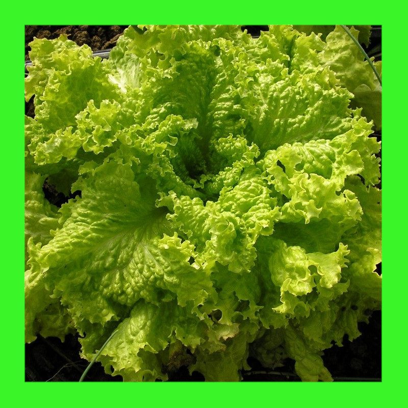 LETTUCE-GRAND RAPIDS