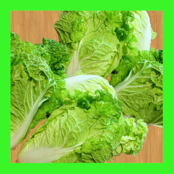 LETTUCE-LITTLE GEM-MINI COS