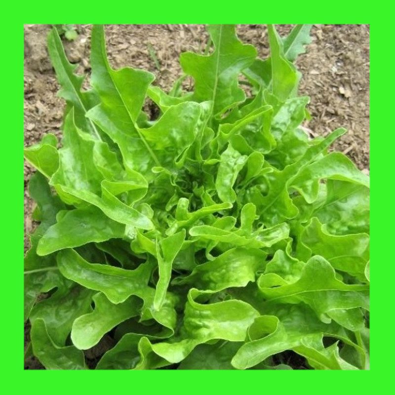 LETTUCE-OAKLEAF-DARWIN