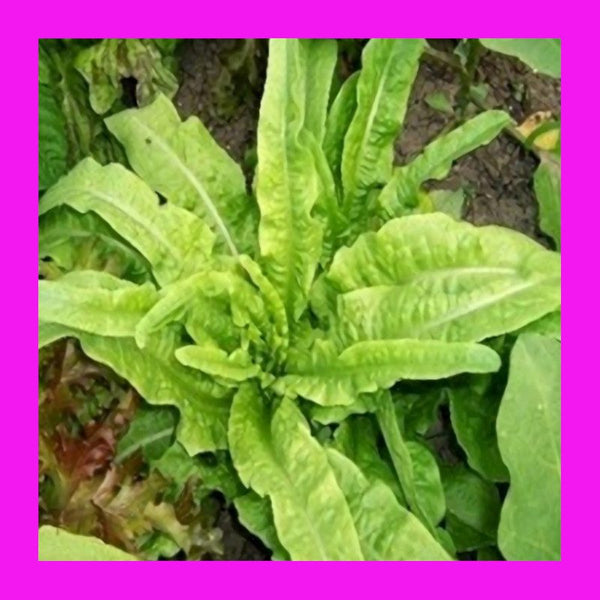 LETTUCE-ORIENTAL-YU MAI TSAI