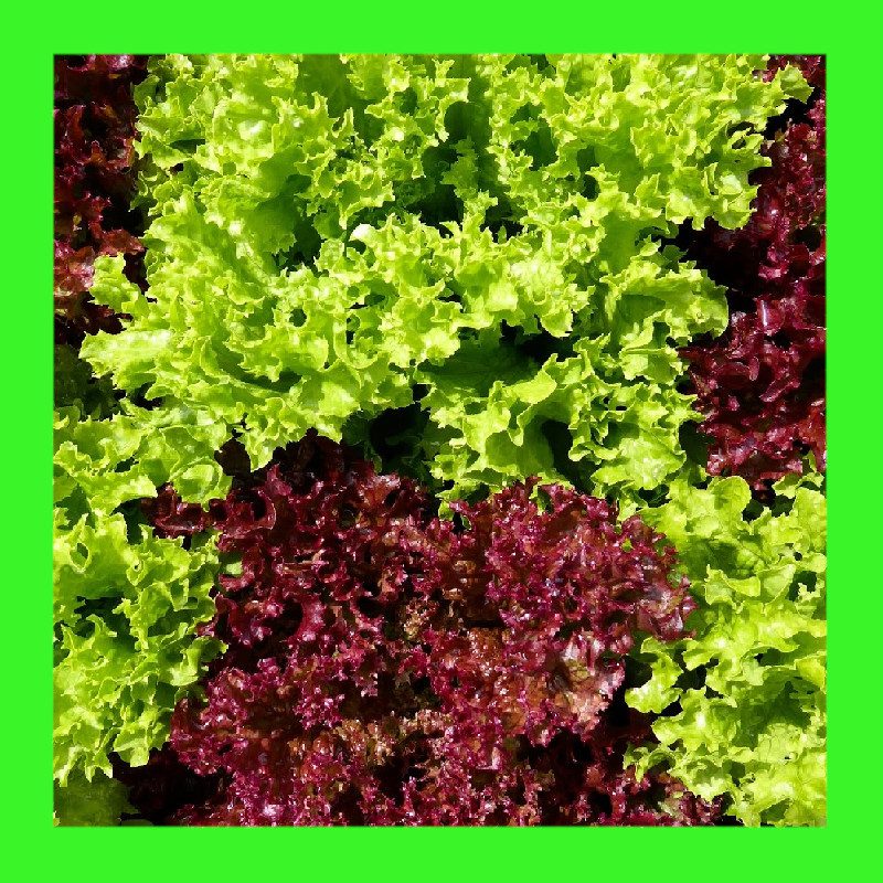LETTUCE-RED GREEN SALAD BOWL MIX