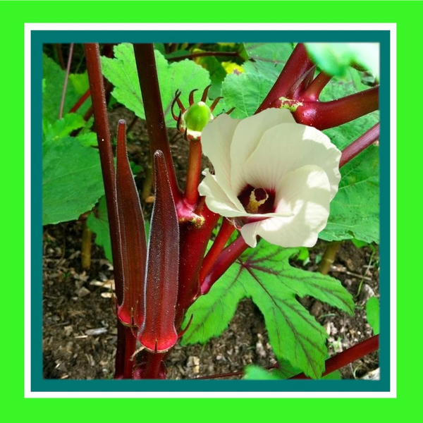 OKRA-RED BURGUNDY (SALE)