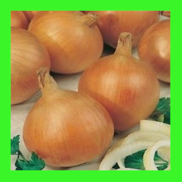 ONION-CREAM GOLD-AUST