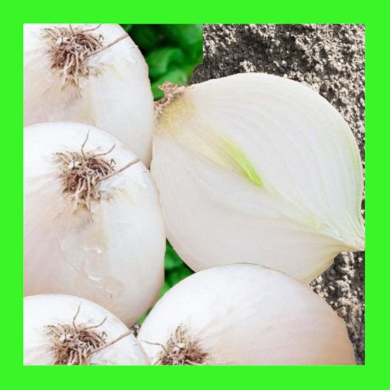 ONION-GLADALAN-WHITE