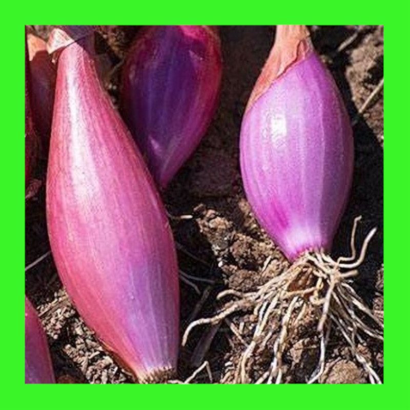 ONION-LONG RED FLORENCE-TROPEA