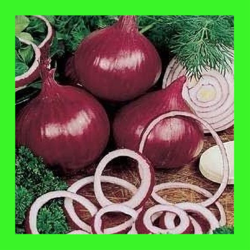 ONION-RED BURGUNDY