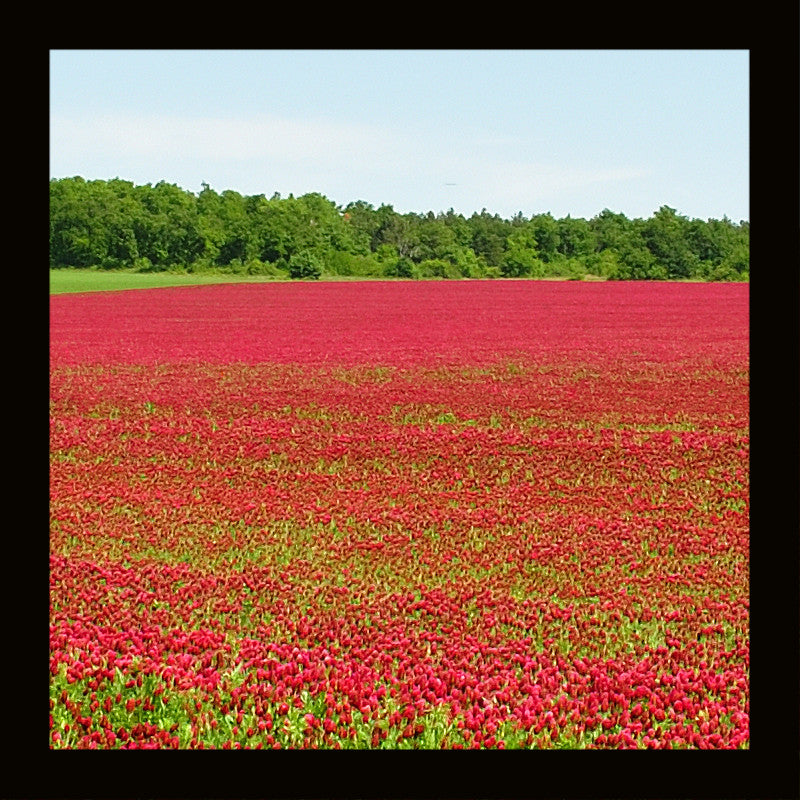 OTHER-MILLET-JAPANESE (24G)