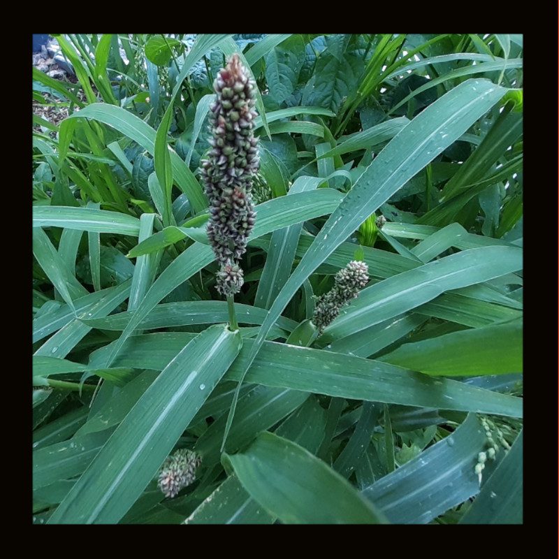 OTHER-GREEN MANURE -SPRING MIX (40G)