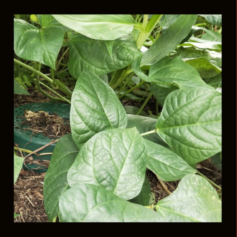 OTHER-LUPIN LEGUME (17G)