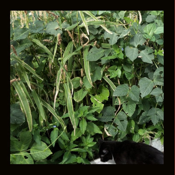 OTHER-GREEN MANURE -SPRING MIX (16G)