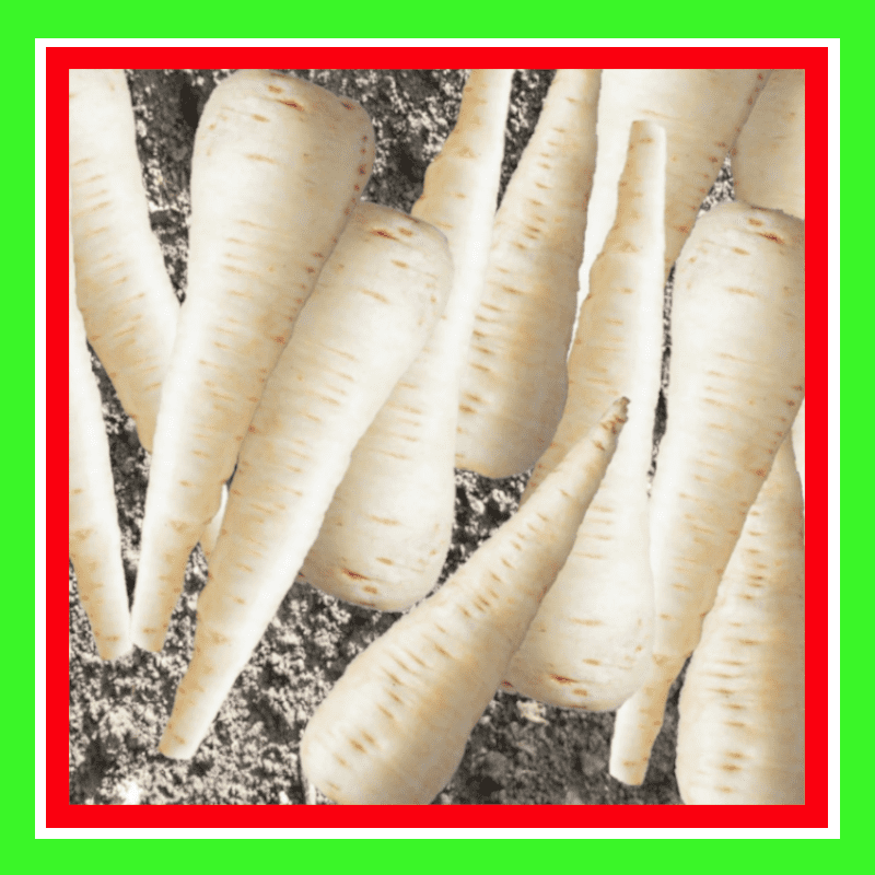 PARSNIP-MELBOURNE WHITESKIN  (TREATED)