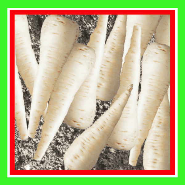 PARSNIP-MELBOURNE WHITESKIN  (TREATED)