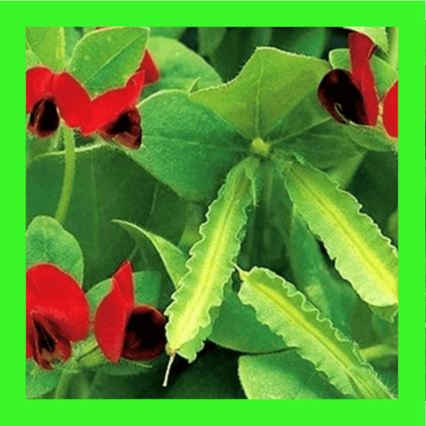 PEA-ASPARAGUS-SPREADER