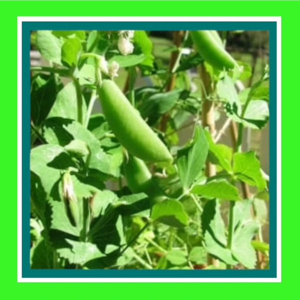 PEA-SUGARSNAP-SUGAR BON (SALE)(51G)