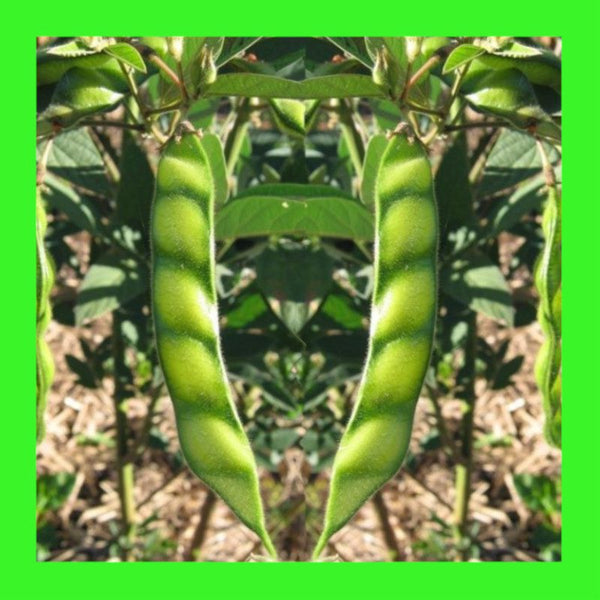PEA-PIGEON + Inoculant