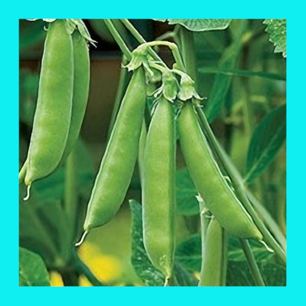 PEA-SUGARSNAP CASCADIA-CLIMBER