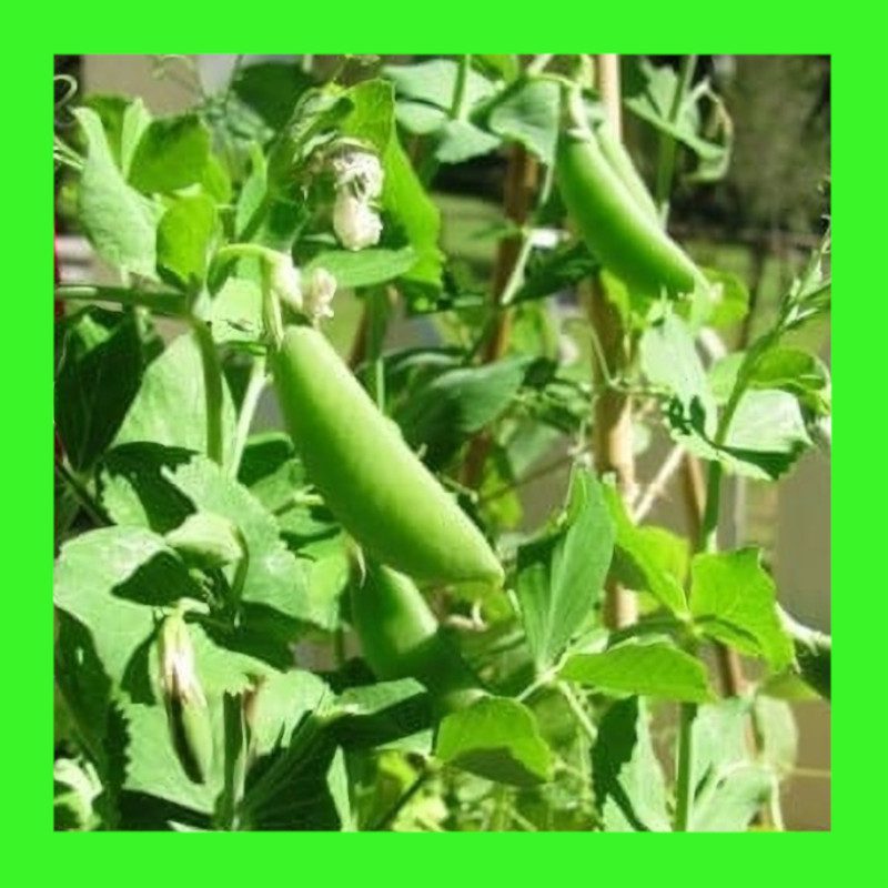 PEA-SUGARSNAP DWARF-SUGAR BON